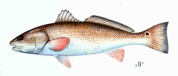 red drum